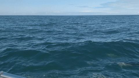 School of Dolphins