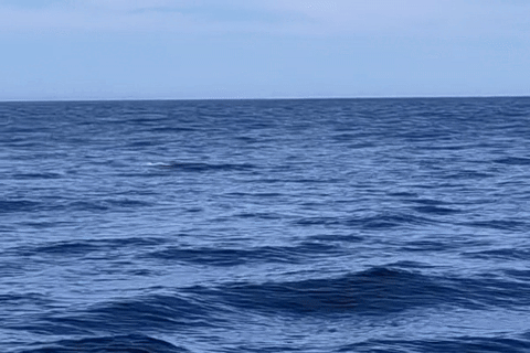 Unknown Whale